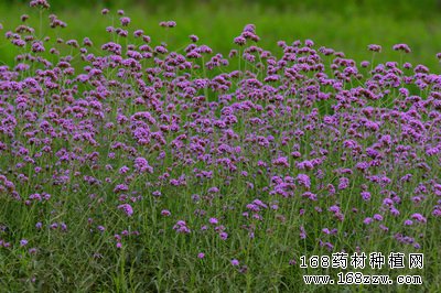 马鞭草图片