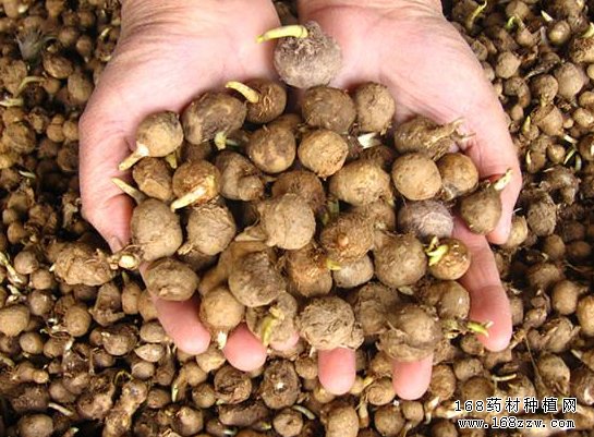 中药材半夏图片