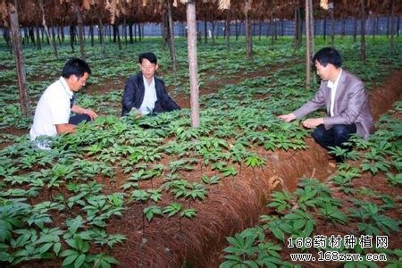三七种植基地