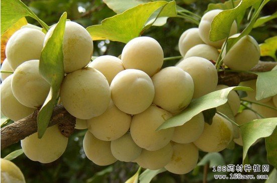 郯城银杏
