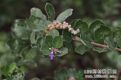 蔓荆子种植图片