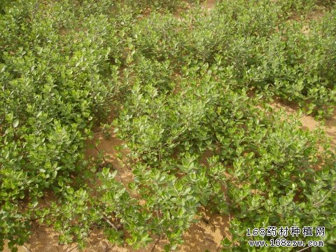 蔓荆子图片