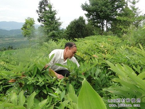 中药材种植致富