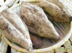 种葛根赚钱吗：大块头的葛根有钱赚