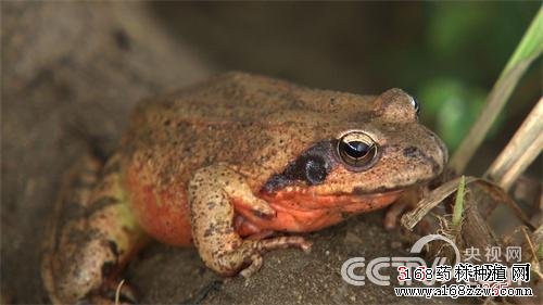 李富养林蛙创业致富经视频