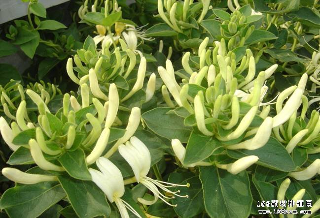 中药材种植基地