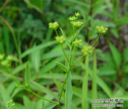 药材种植基地