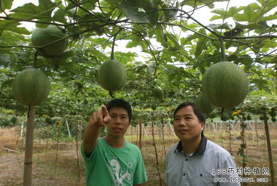 四川乐至杨明波种植瓜蒌托起致富梦