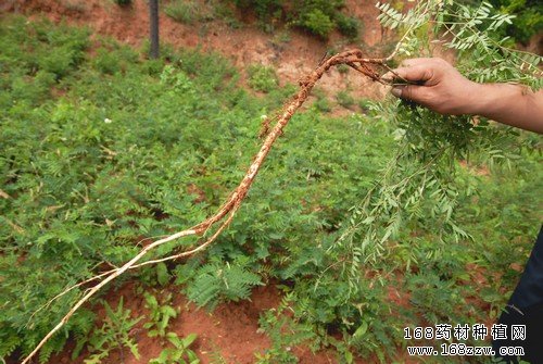 红芪种植