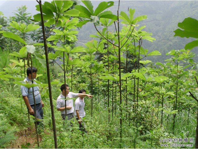 中药材厚朴种植