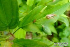 百部的功效与作用及市场行情