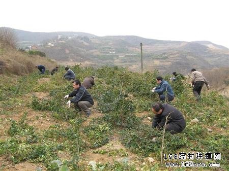 冬季种植中药材