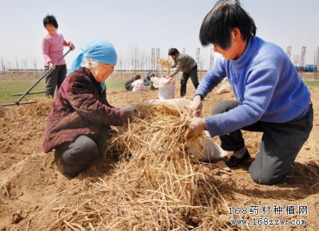 种药材致富