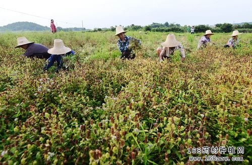 种药材致富