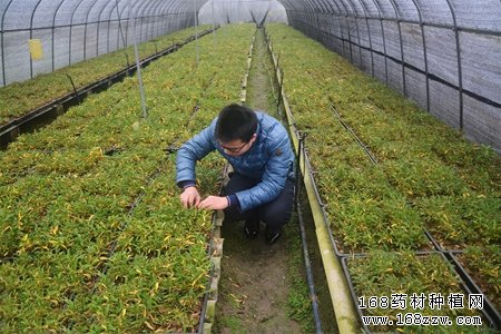 安徽安庆贺志伟种植石斛创业致富