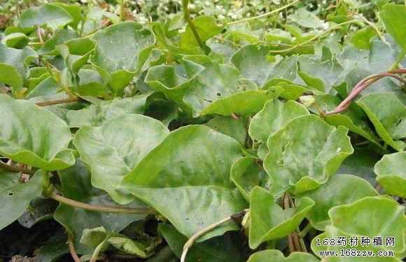 藤三七种植技术