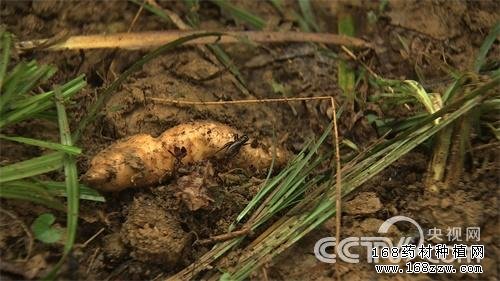 杨学银天麻种植致富经视频
