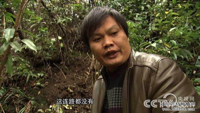 杨学银天麻种植致富经视频