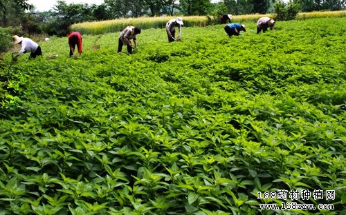 2016年种植什么药材最赚钱