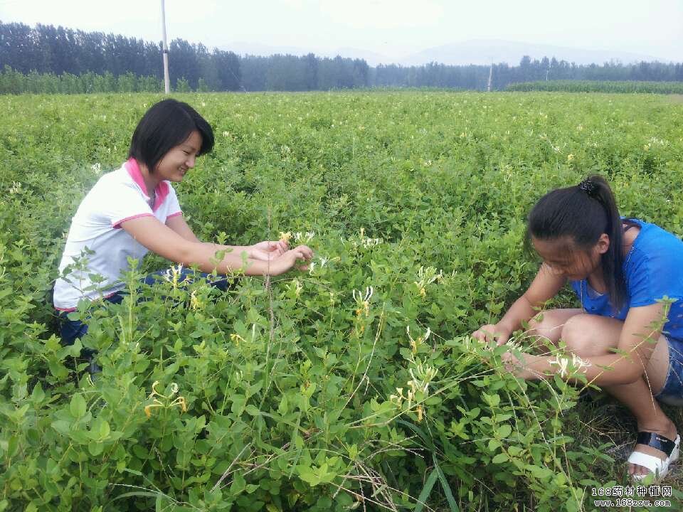 金银花种植图片
