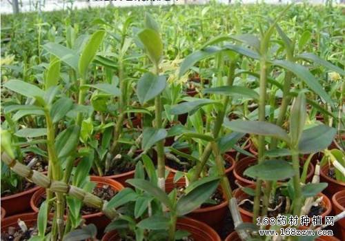 种植铁皮石斛