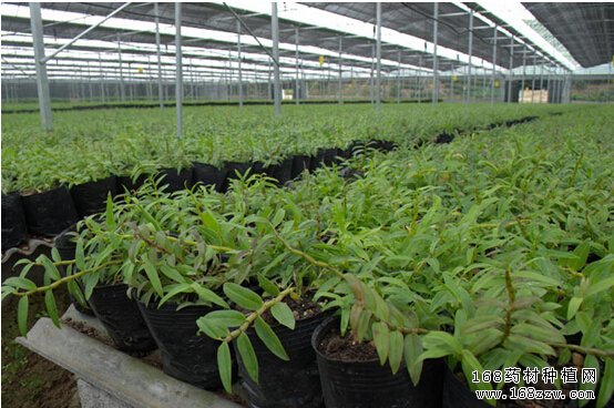 怎样种药材:农村发展药材种植的几点建议