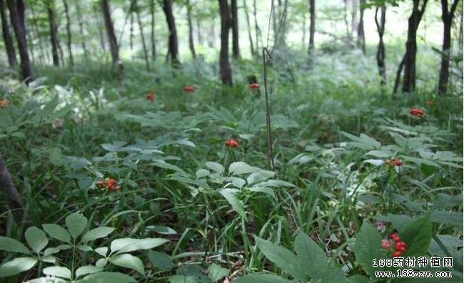 林下山参种植技术及效益分析