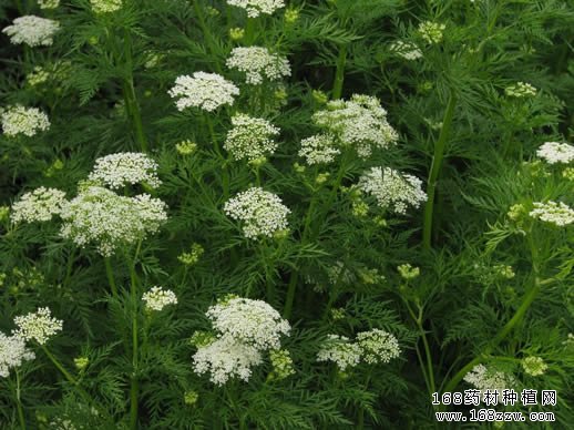 蛇床子图片