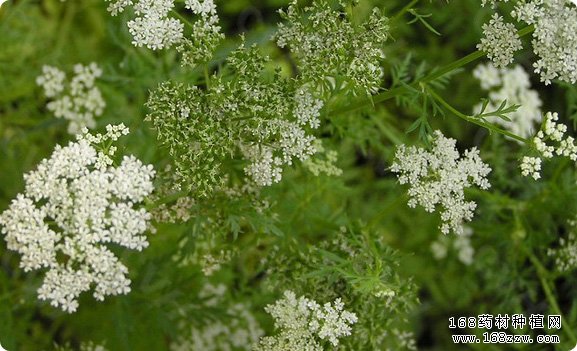种植蛇床子赚钱吗:2016年蛇床子市场行情分析