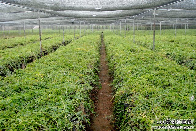 海南海口王凤和别墅花园大棚种植铁皮石斛