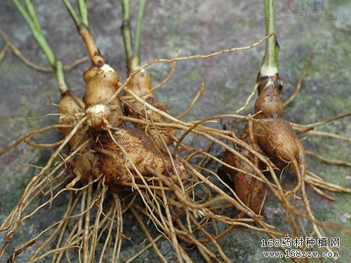 种植白术赚钱吗:白术种植前景分析