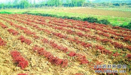 怎样收获和加工丹参?