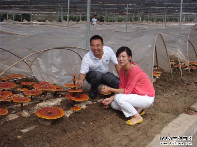 灵芝一年三收栽培技术要点
