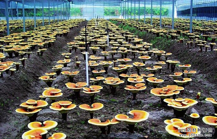 灵芝一年三收栽培技术要点