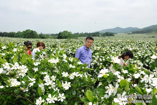 种植栀子赚钱吗:2016年栀子价格行情分析
