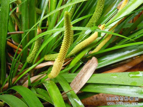 种植石菖蒲赚钱吗:石菖蒲种植前景分析