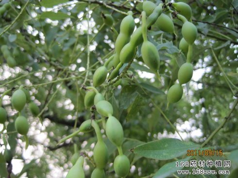 槐角图片