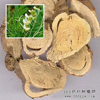 苦参种植前景及价格分析