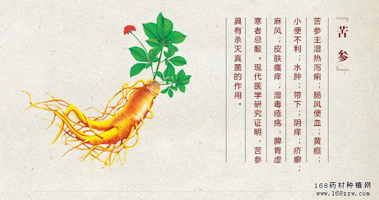 苦参种植前景及价格分析