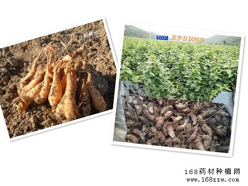生地、玄参种苗图