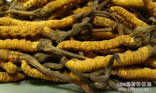2016年虫草价格行情走势