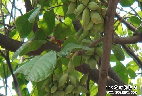胖大海图片