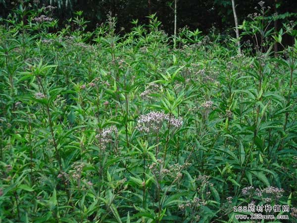 种好药材五个本事先掌握