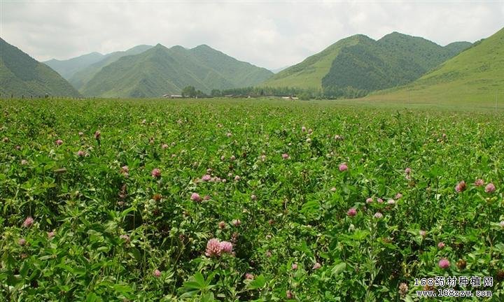 河南禹州马二强:种植中药材前景广阔