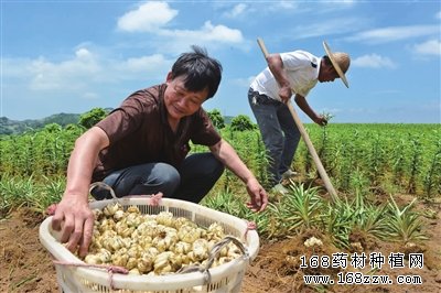 食用百合种植前景