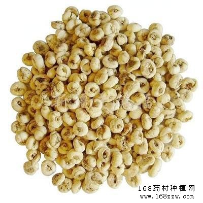 伊贝母栽培技术