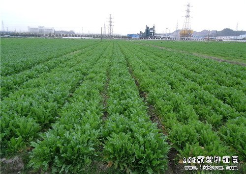 太子参种植图片