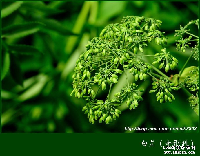 适合秋冬季种植的药材