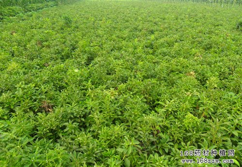 白术种植基地