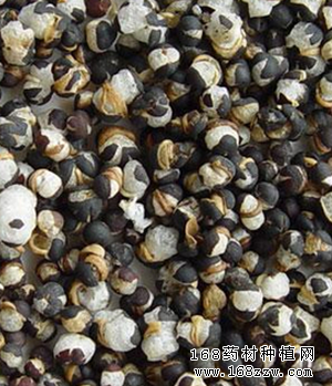 王不留行图片
